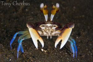 I don't know what kind of crab this is (if someone does l... by Tony Cherbas 